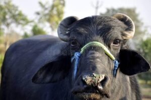 Semen Cryopreservation in India: A Game Changer for Breeders