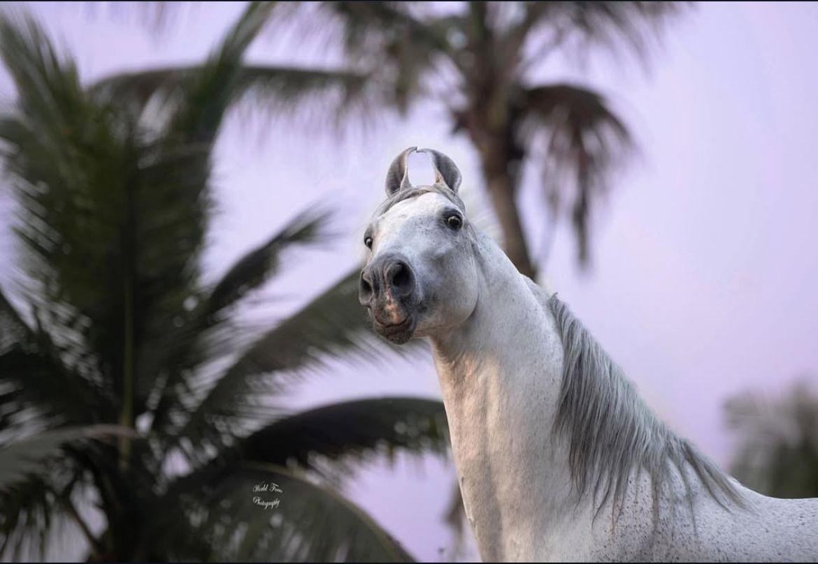 Artificial Insemination Support: Boosting Breeding Success